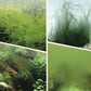 🎉Buy More Save More💥 Algen- & Moosentferner für das Aquarium - Sichere Wasseraufbereitung